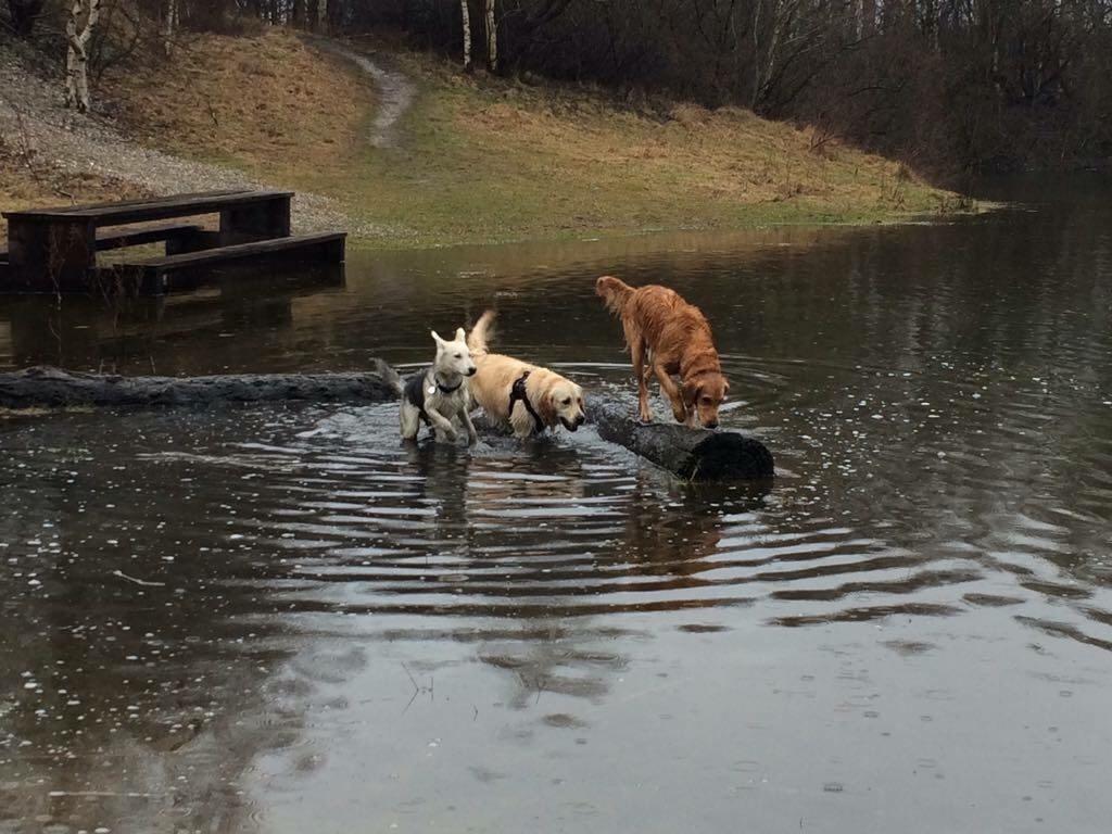 Alaskan husky Skæbnens Cille *RIP* billede 9