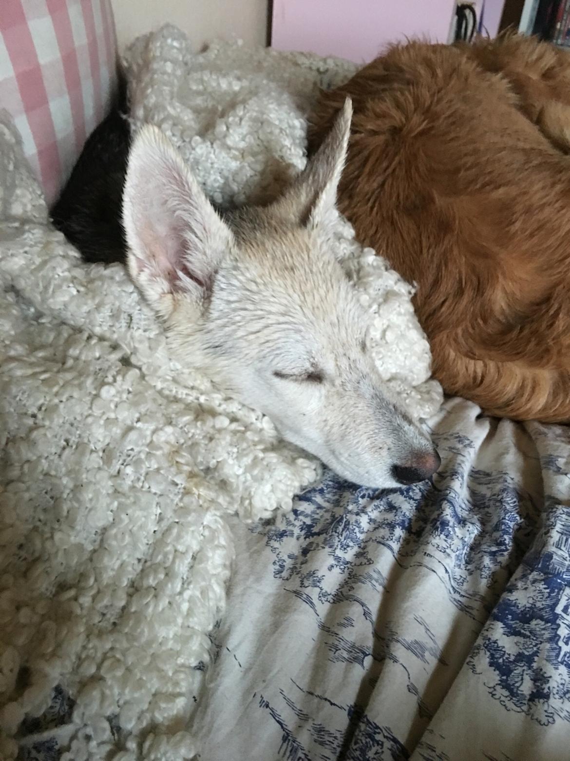 Alaskan husky Skæbnens Cille *RIP* billede 10