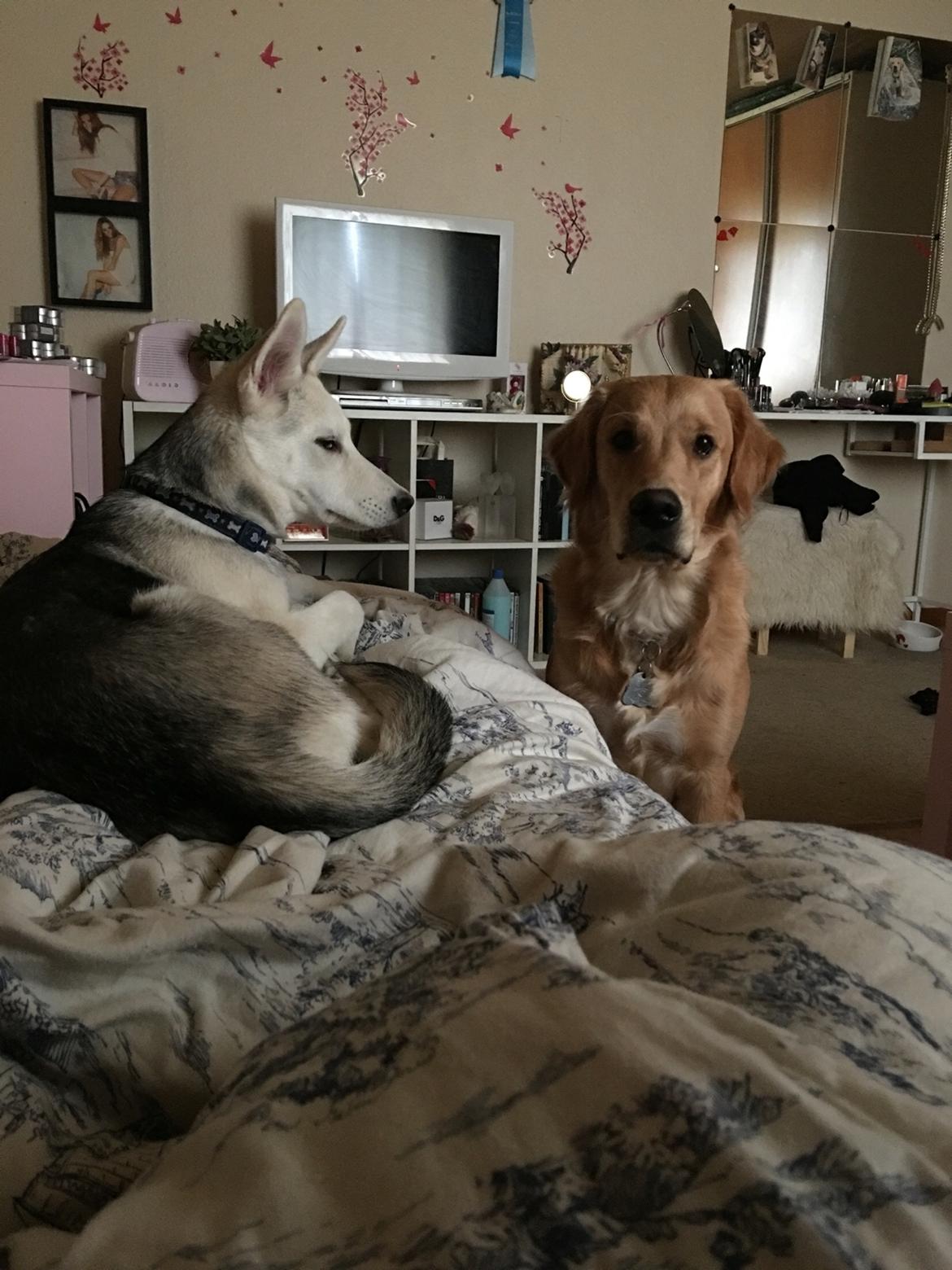 Alaskan husky Skæbnens Cille *RIP* billede 11