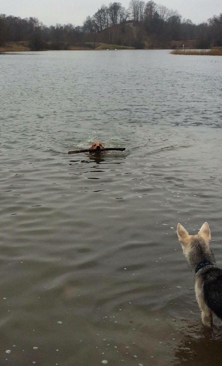 Alaskan husky Skæbnens Cille *RIP* billede 13