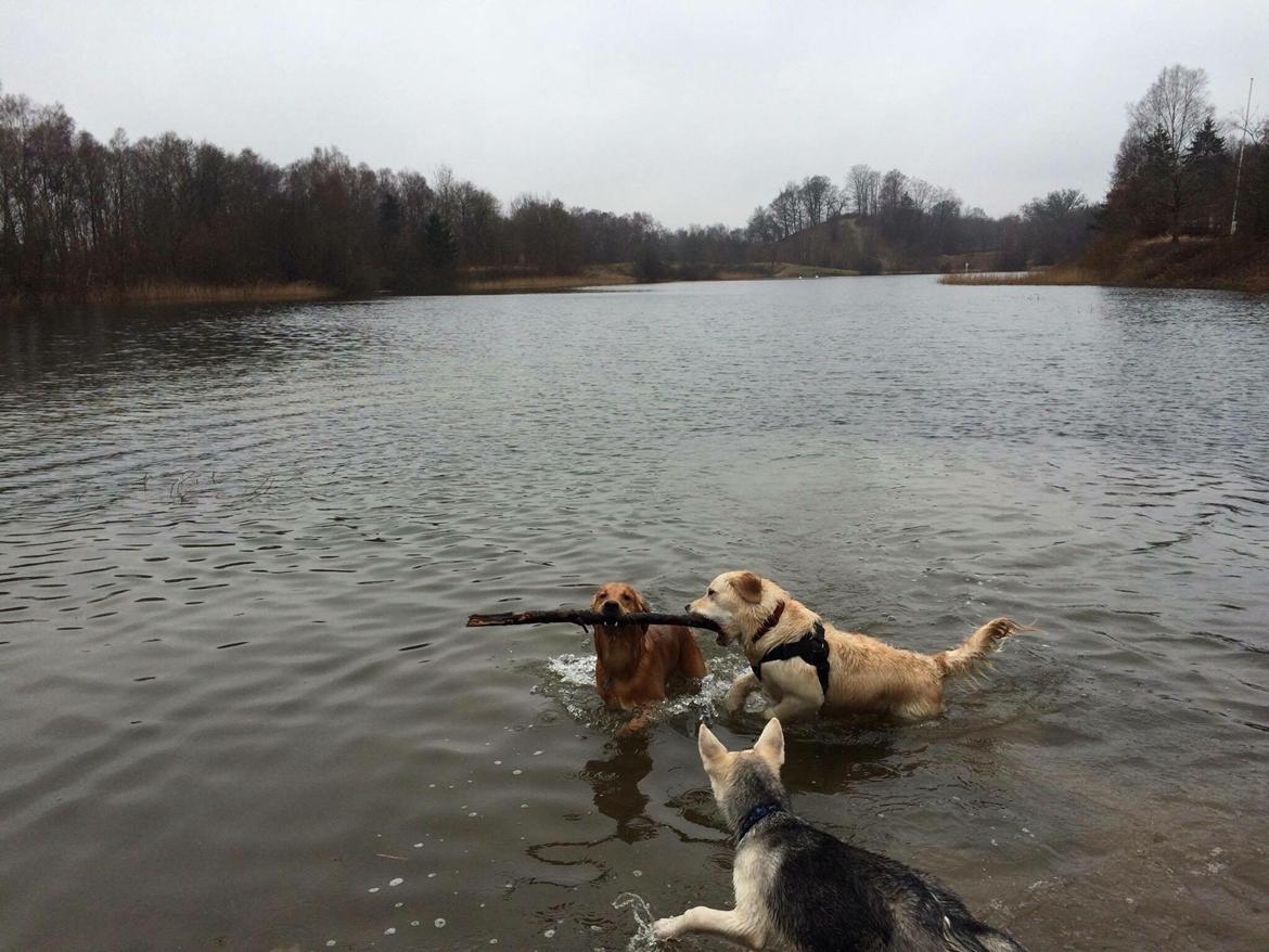 Alaskan husky Skæbnens Cille *RIP* billede 12