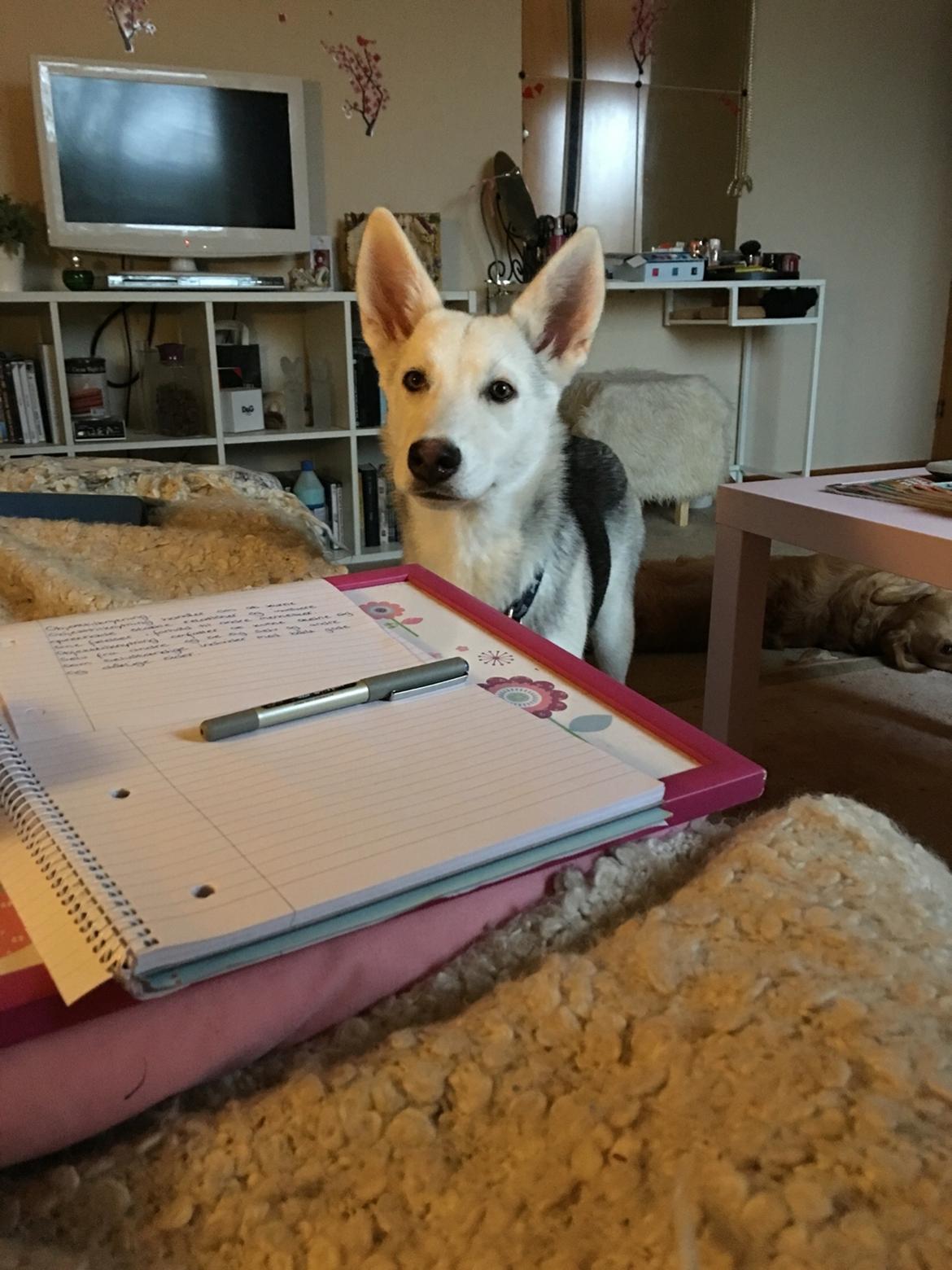 Alaskan husky Skæbnens Cille *RIP* billede 14