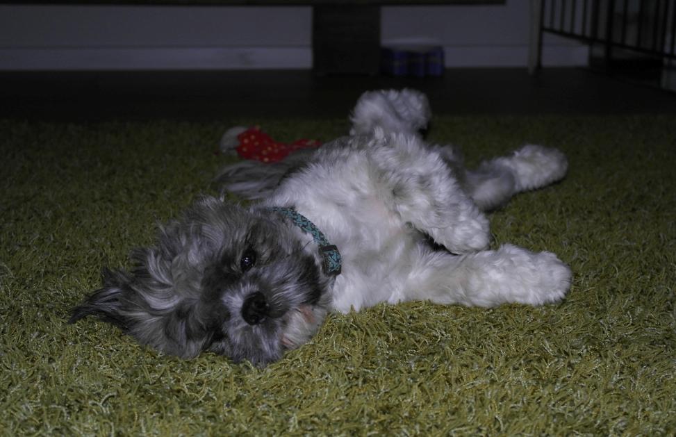 Shih tzu Oscar billede 3