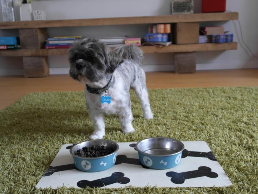 Shih tzu Oscar billede 1