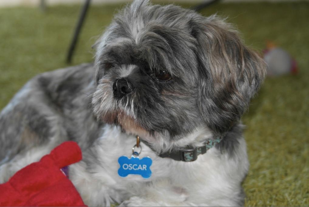 Shih tzu Oscar billede 2