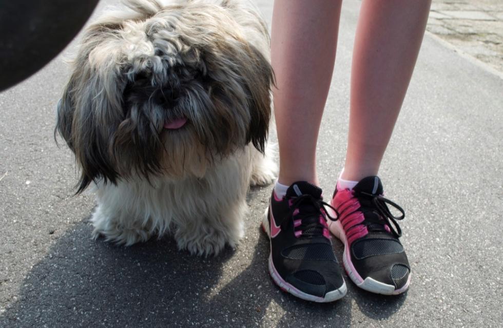 Shih tzu Oscar billede 5