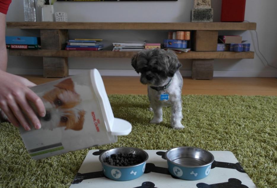 Shih tzu Oscar billede 4