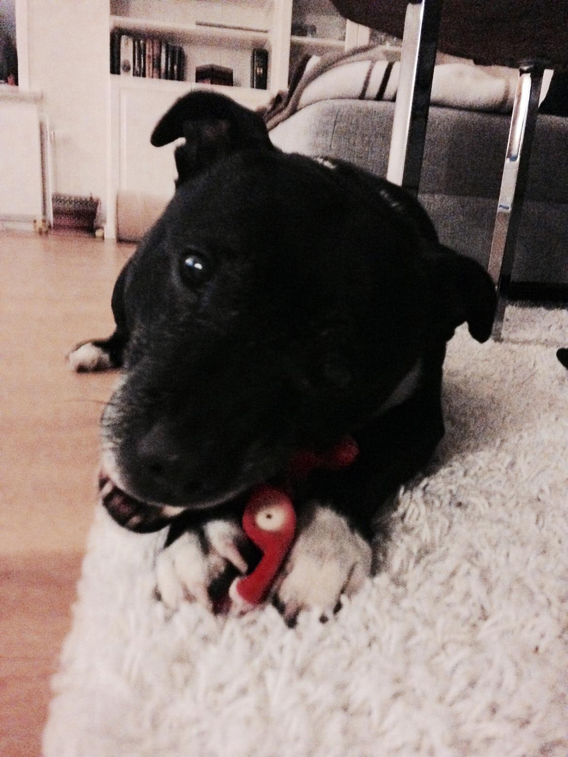 Staffordshire bull terrier Freja - Pivedyret overlever nok ikk dette. billede 3