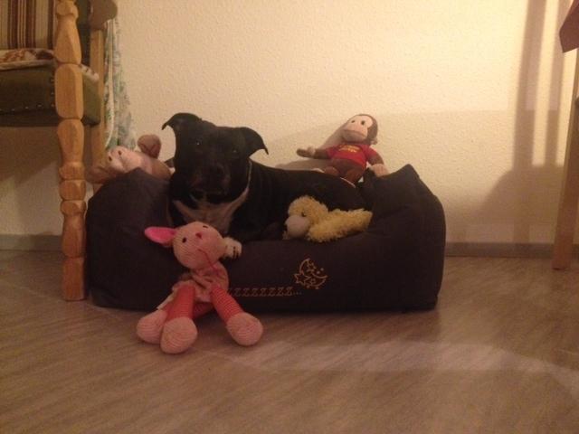 Staffordshire bull terrier Freja - Hyggetid med nogle af bamserne. billede 4