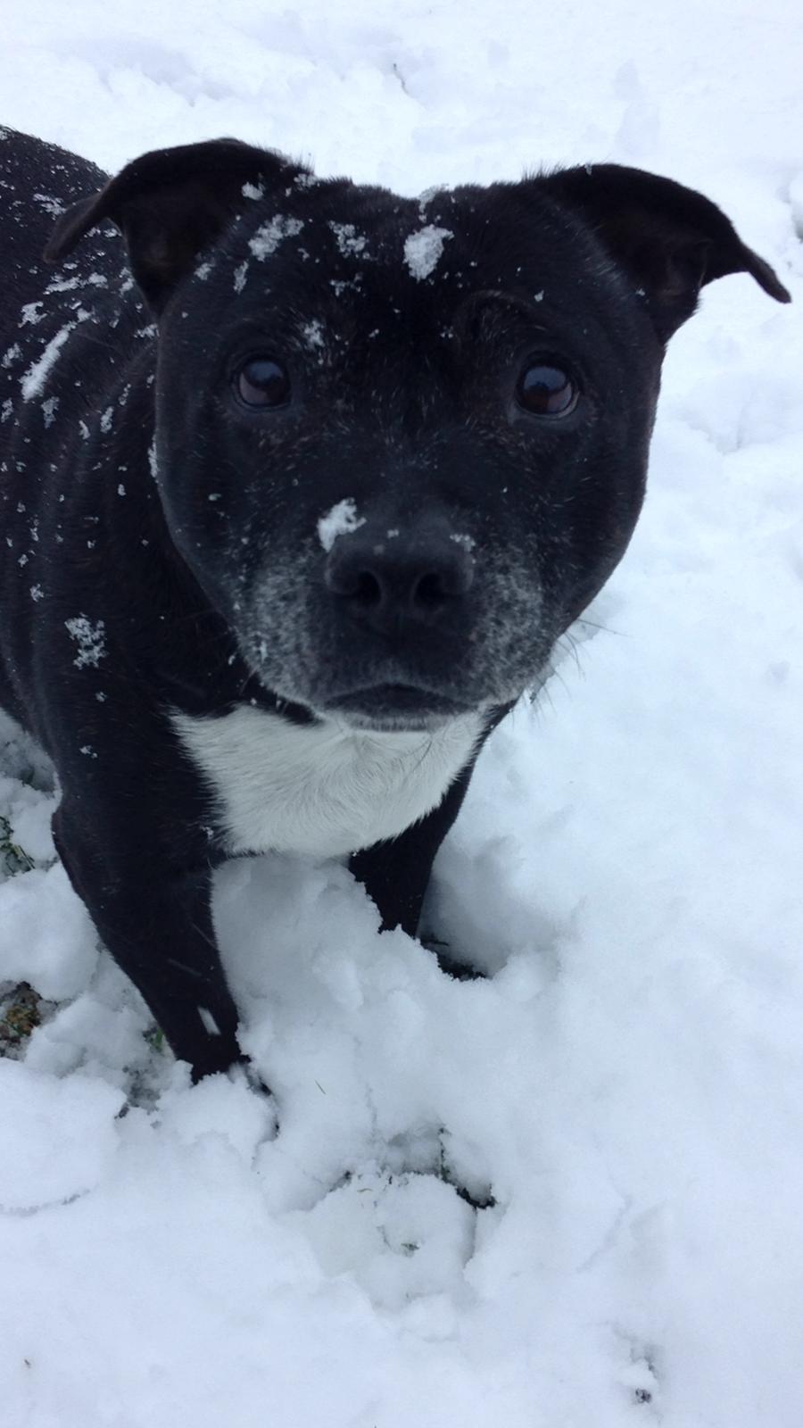 Staffordshire bull terrier Freja - Så er der dømt snehygge med snemand og snebolde. billede 5