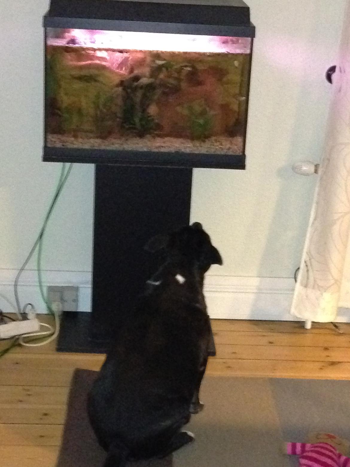 Staffordshire bull terrier Freja - Kigger på de fine fisk billede 6