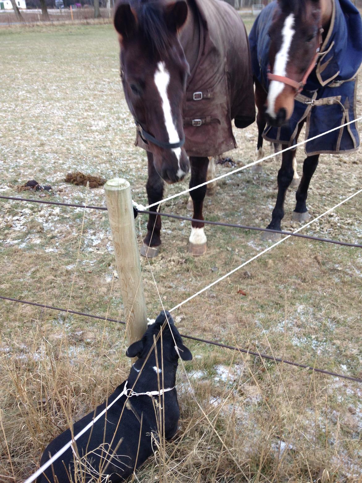 Staffordshire bull terrier Freja - Hilser på hendes ynglingsdyr nr 2. Hun er HELT solgt når hun ser heste. Var nød til at køre ind til siden så hun kunne komme ud og sige hei :) billede 7