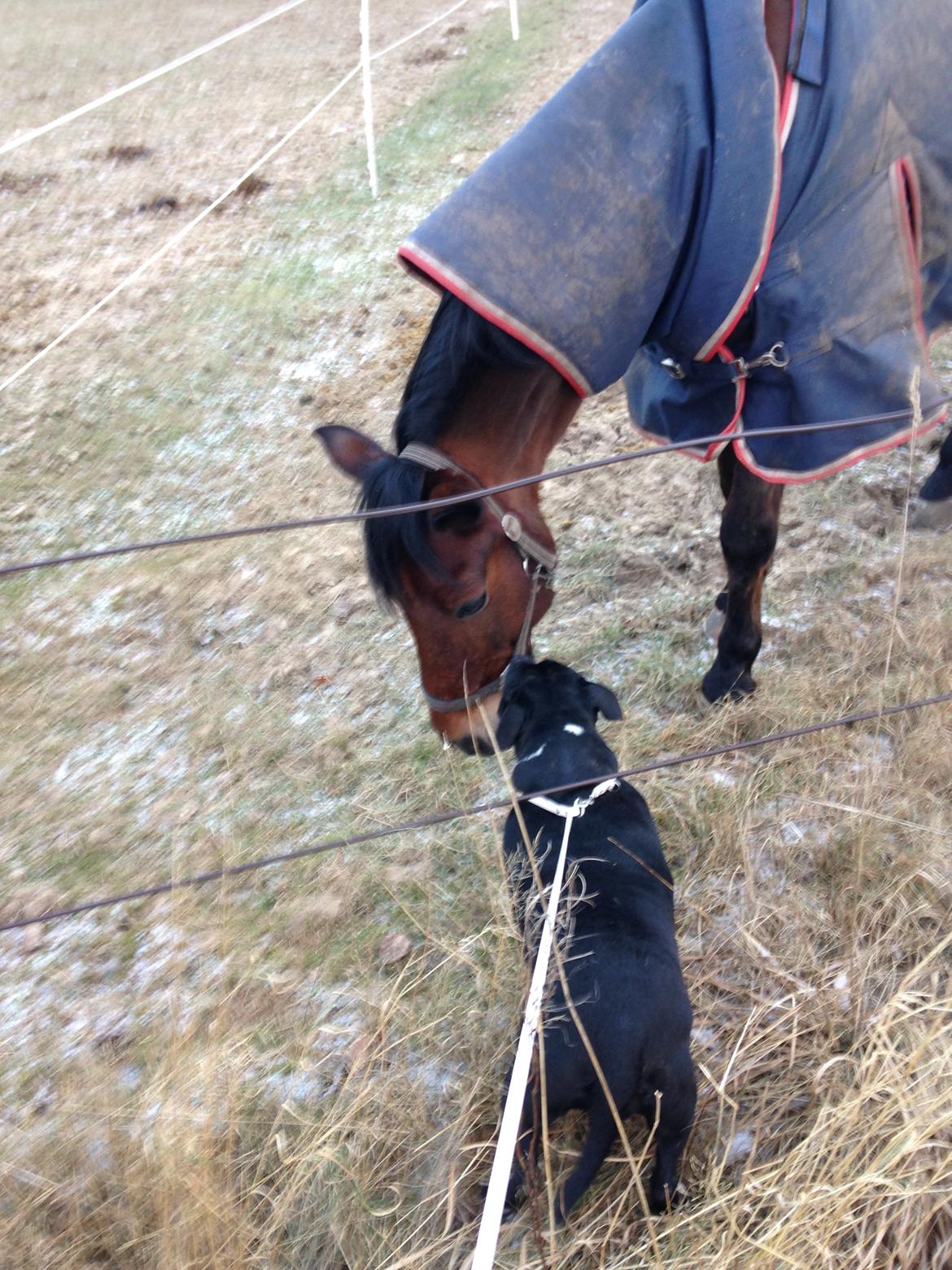 Staffordshire bull terrier Freja - Hilser på hendes ynglingsdyr nr 2. Hun er HELT solgt når hun ser heste. Var nød til at køre ind til siden så hun kunne komme ud og sige hei :) billede 10