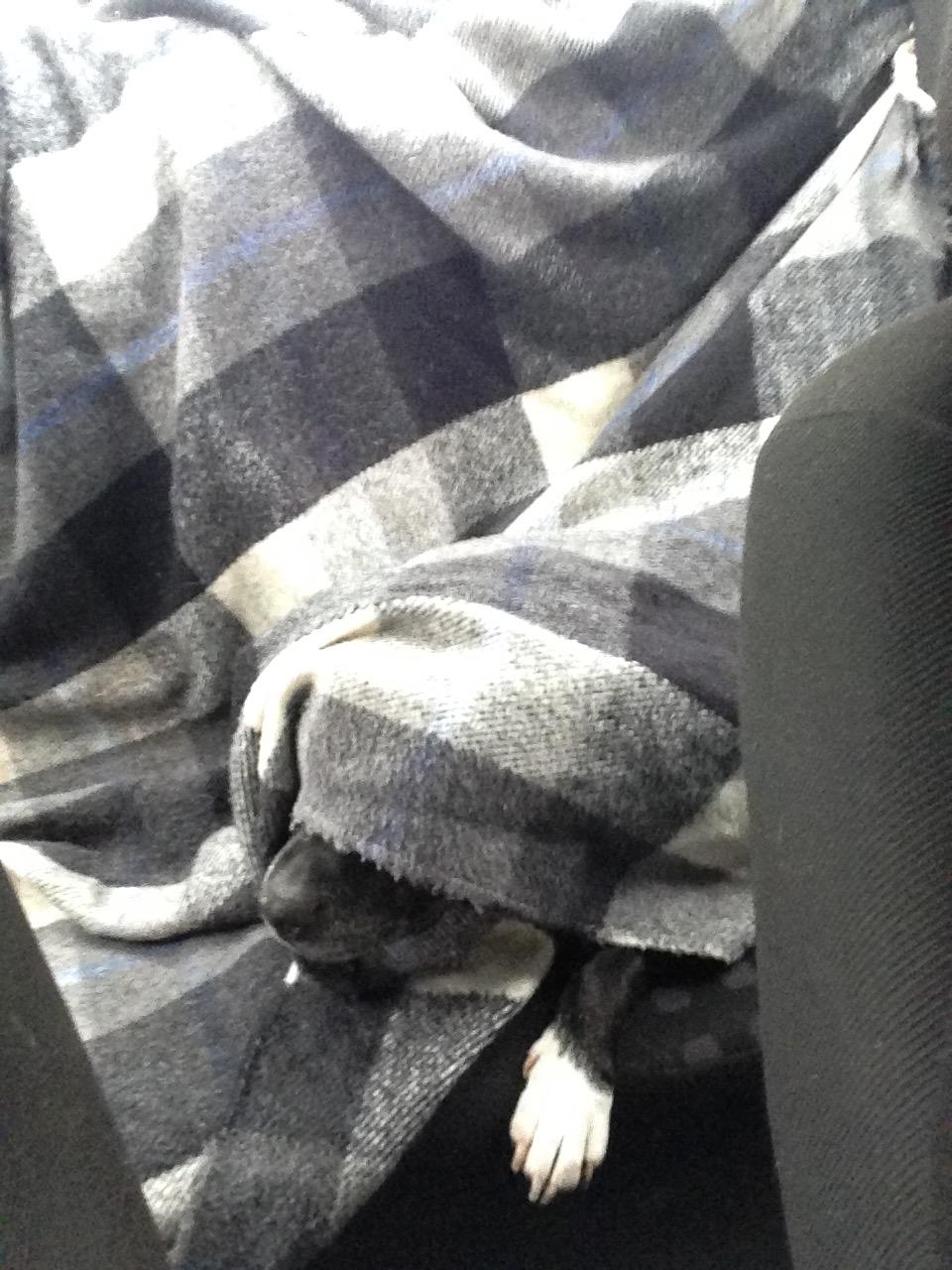 Staffordshire bull terrier Freja - Hygge under tæppet mens vi køre bil. billede 11