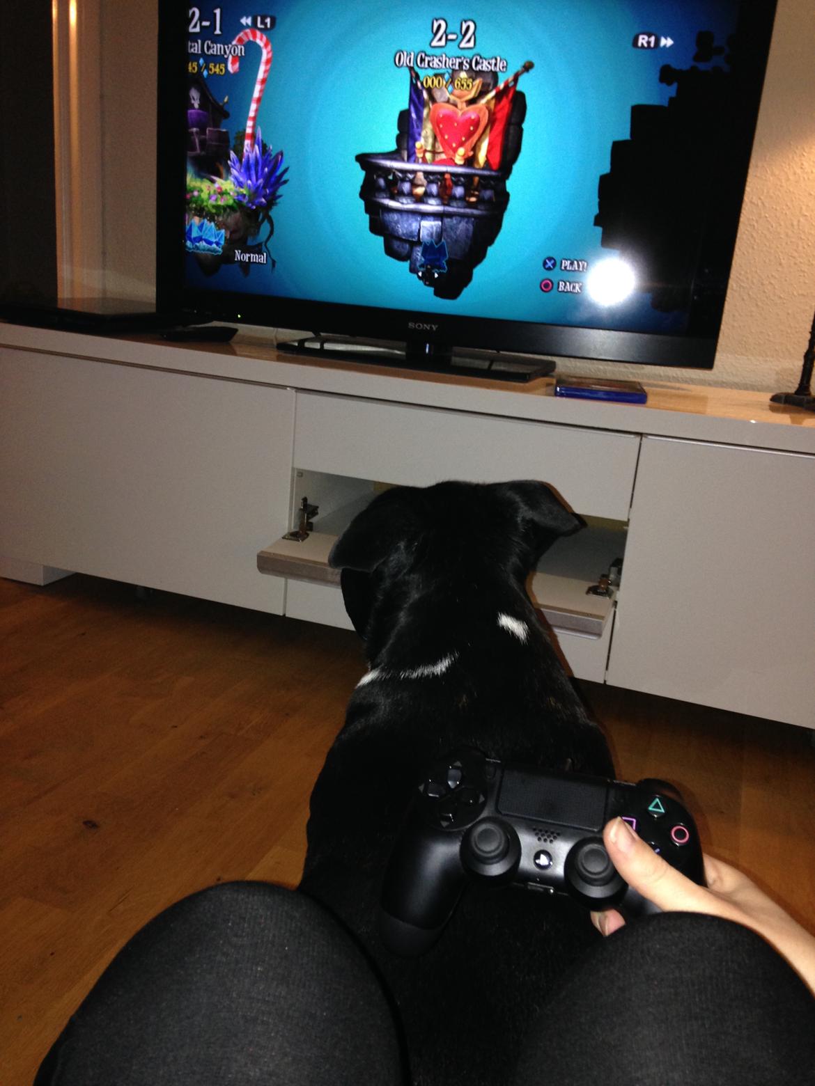 Staffordshire bull terrier Freja - Så bliver der spillet playstastion sammen med mor. billede 13