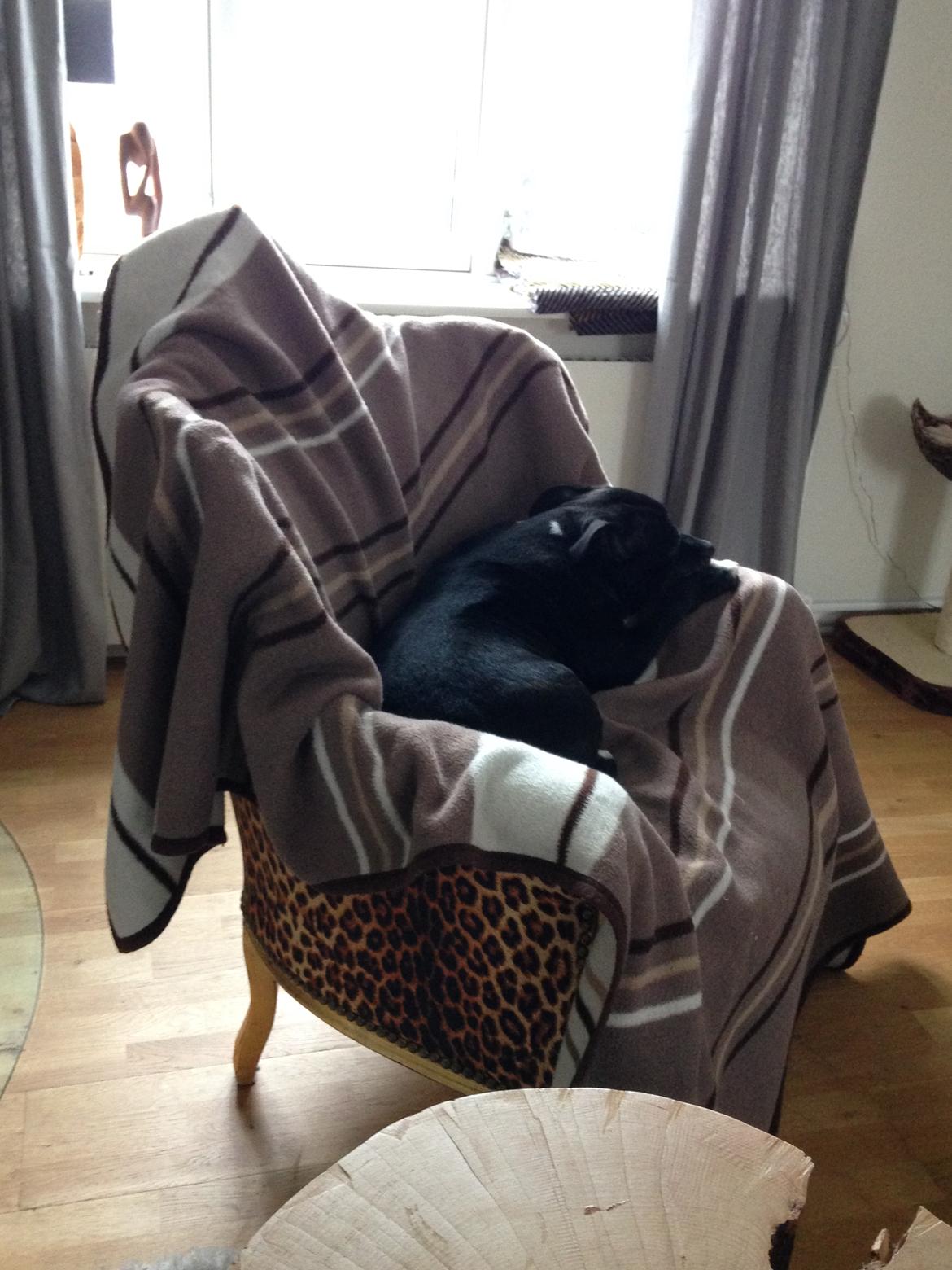 Staffordshire bull terrier Freja - Snupper gerne kongestolen, selvom hun ikke må ... billede 12