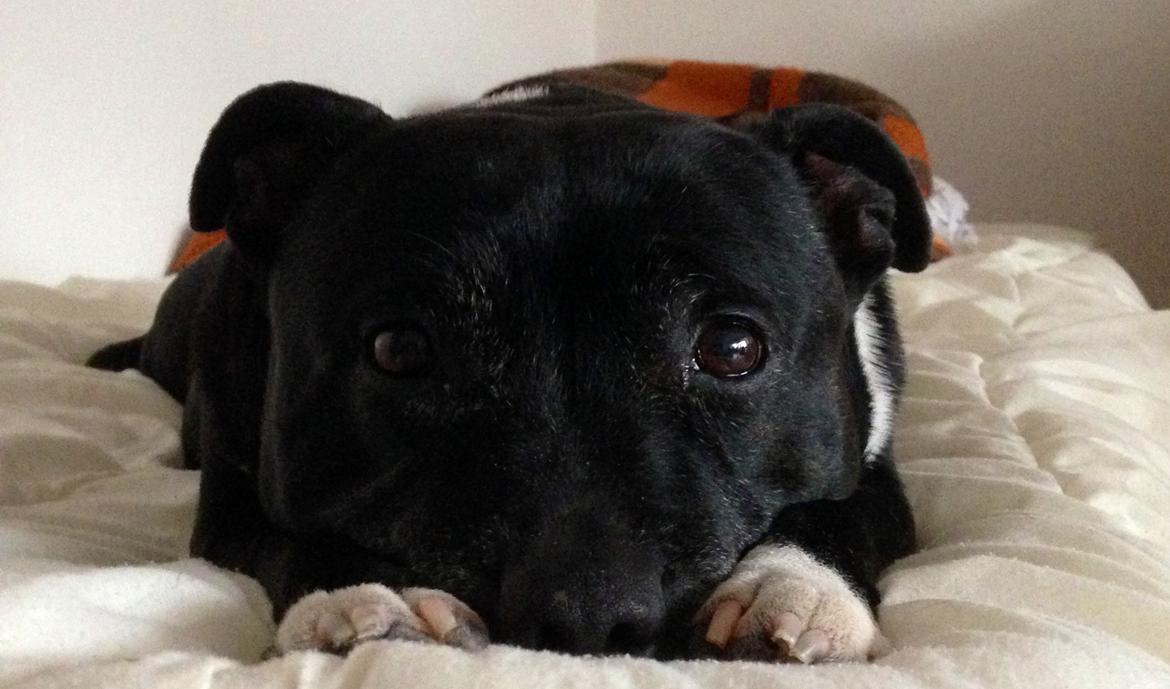 Staffordshire bull terrier Freja - Fantastisk portrætbillede af min dejlige pige. billede 1