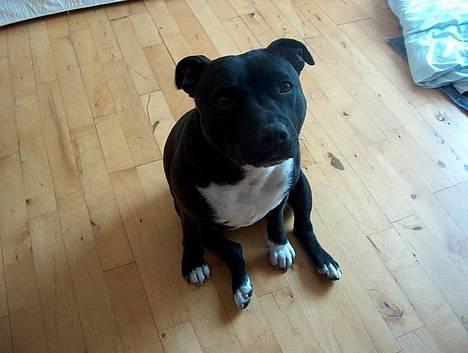 Staffordshire bull terrier Freja - Tiggestillingen billede 8
