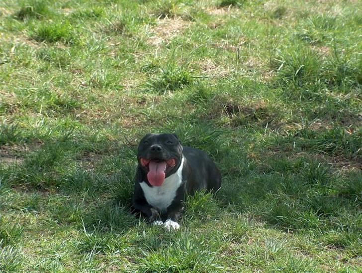 Staffordshire bull terrier Freja - Lidt sommerhygge i skyggen. billede 14