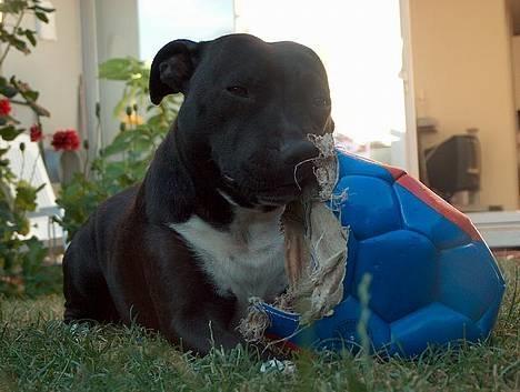 Staffordshire bull terrier Freja - Så måtte læderbolden lade livet. billede 15