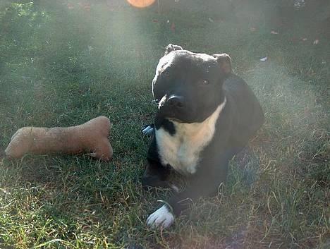 Staffordshire bull terrier Freja - Afslapning billede 16