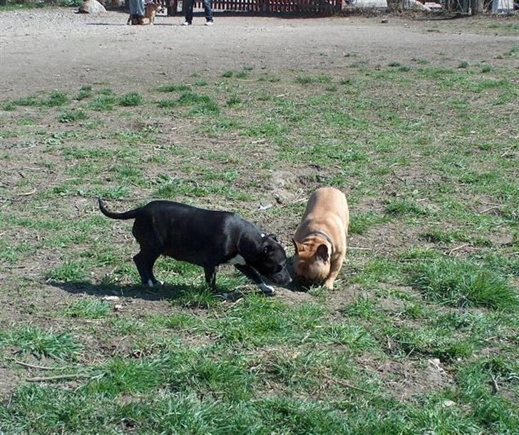 Staffordshire bull terrier Freja - En ny ven på hundebjerget. billede 17