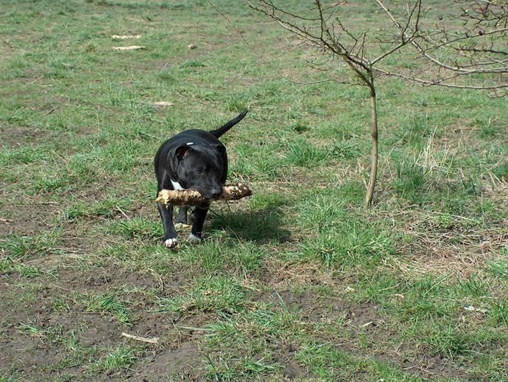 Staffordshire bull terrier Freja - Holder lige øje med de andre. billede 18