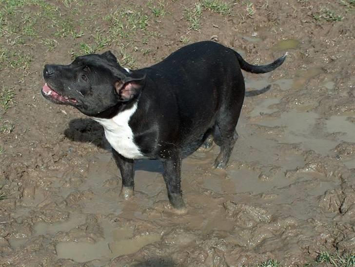 Staffordshire bull terrier Freja - Uhh ... Mudder ... Det er altid et hit billede 9