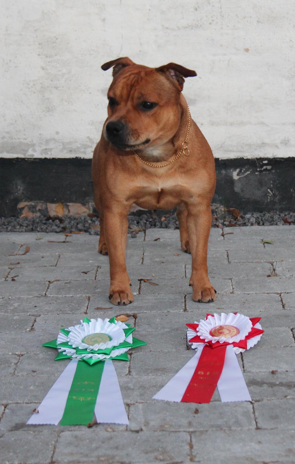 Staffordshire bull terrier Gadfeldts Babbling Magnum aka Toro billede 1