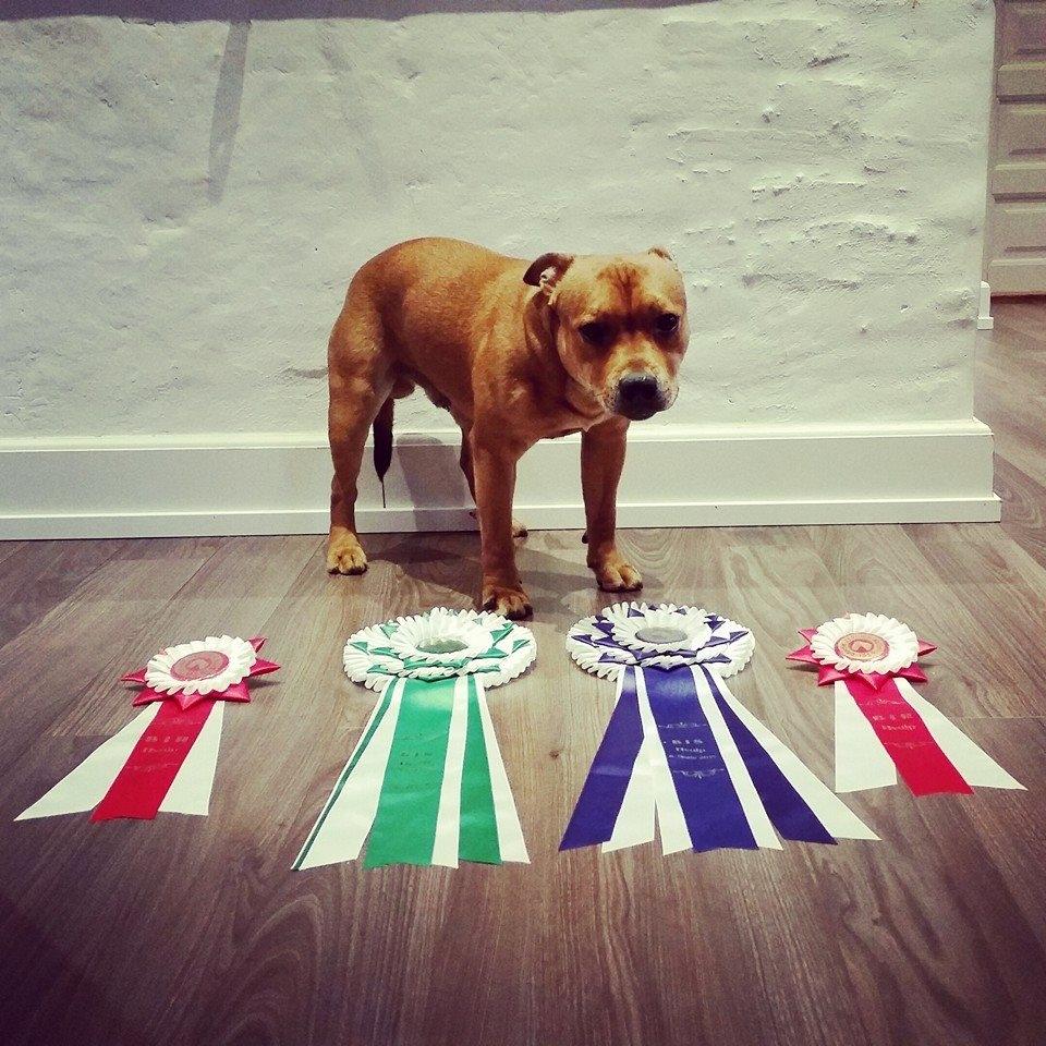 Staffordshire bull terrier Gadfeldts Babbling Magnum aka Toro billede 4