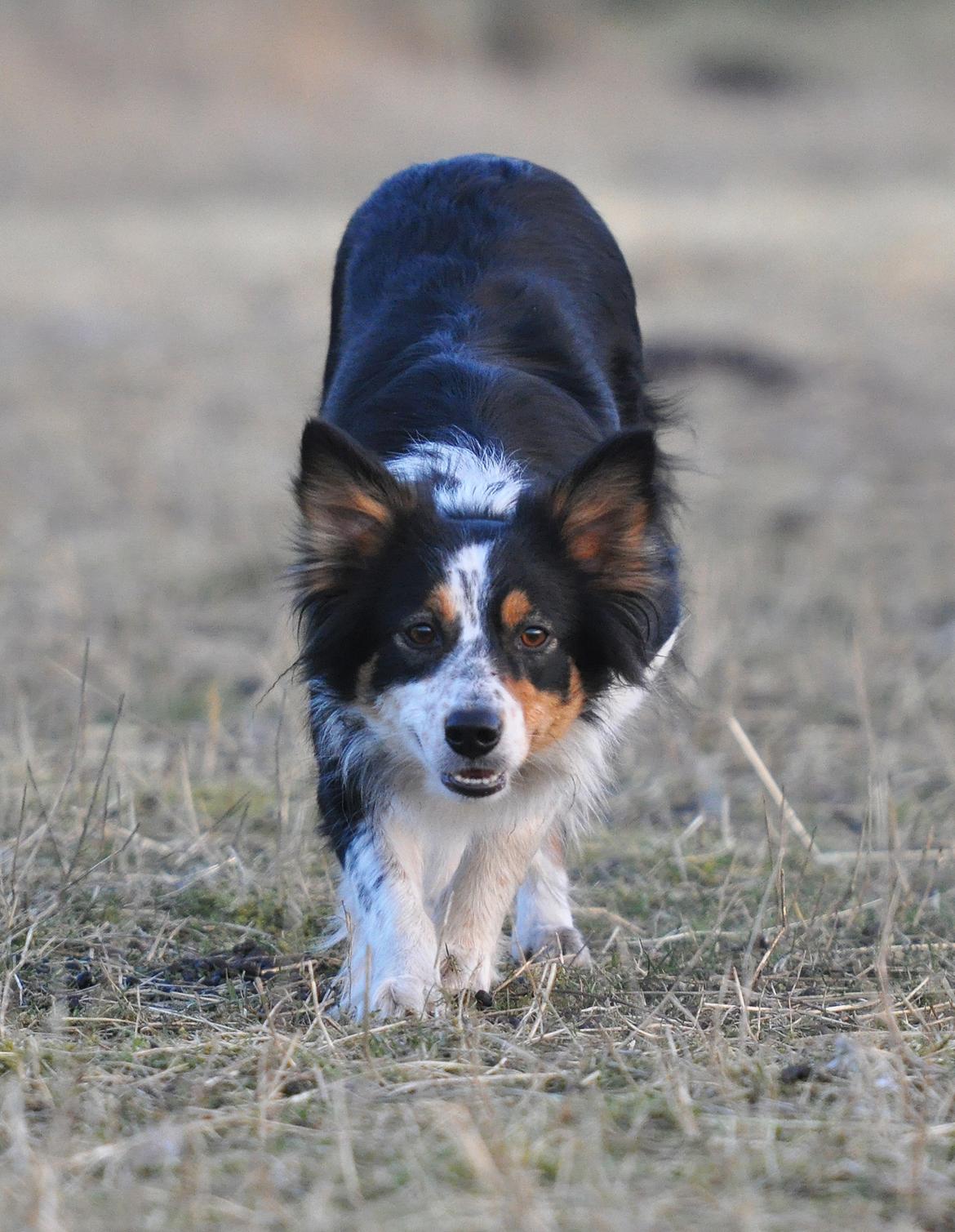 Border collie Chut billede 16