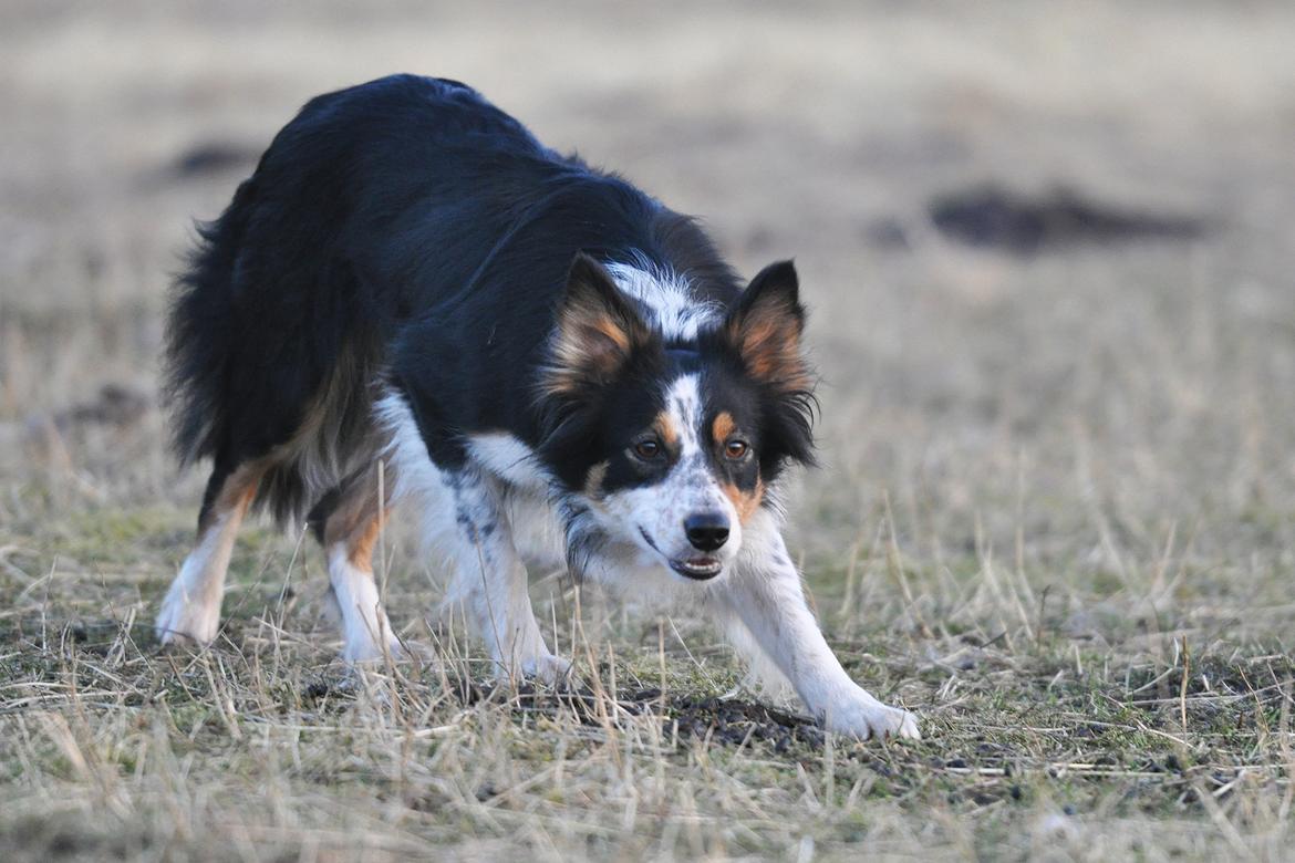 Border collie Chut billede 4