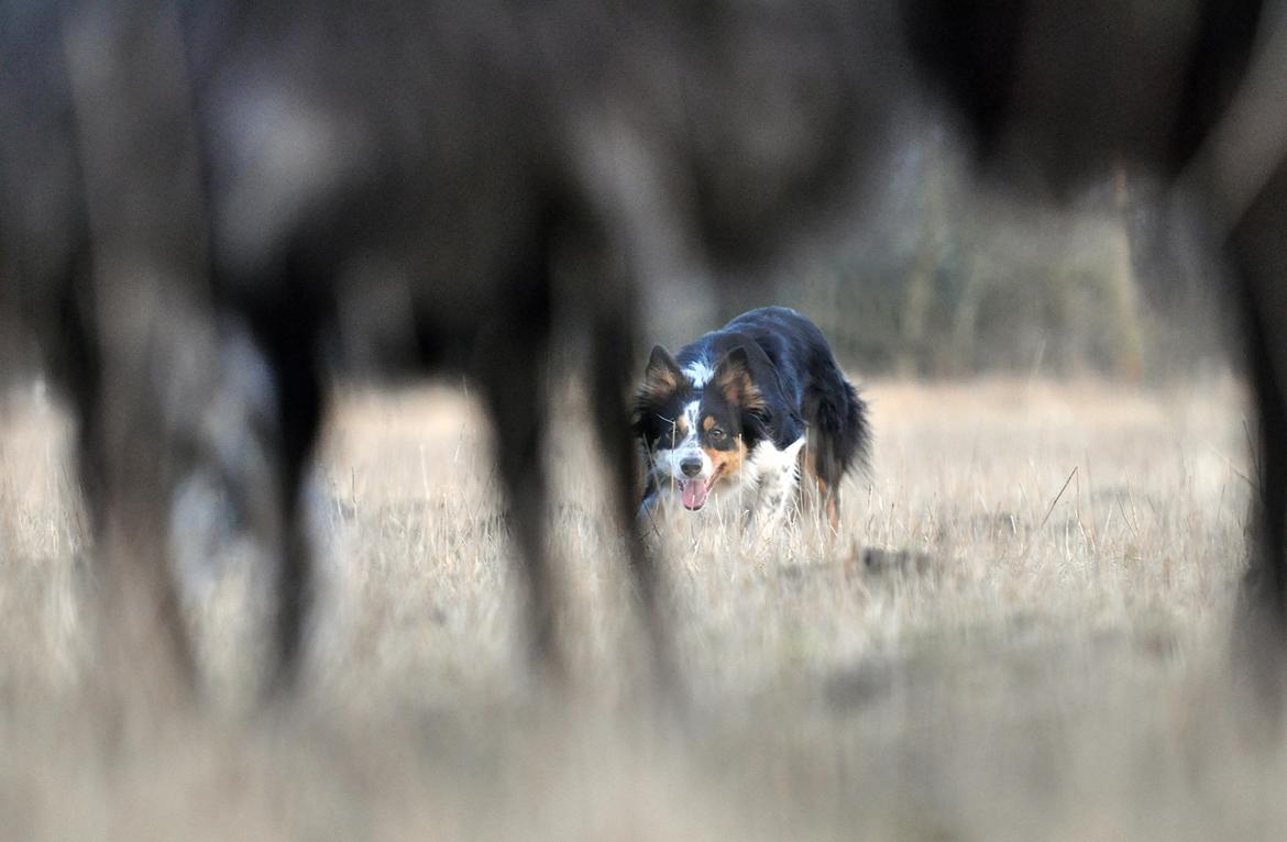 Border collie Chut billede 19