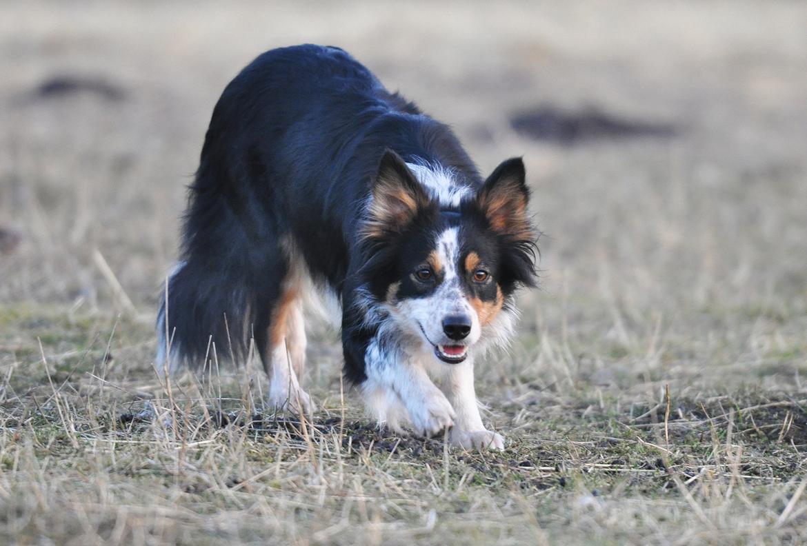 Border collie Chut billede 18