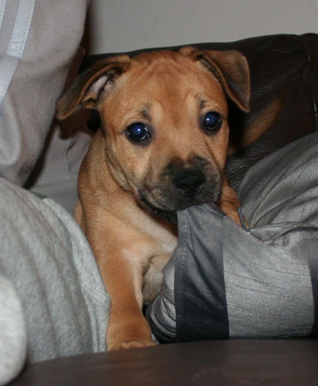 Staffordshire bull terrier Gadfeldt's Crystal of Spring aka Envy billede 15