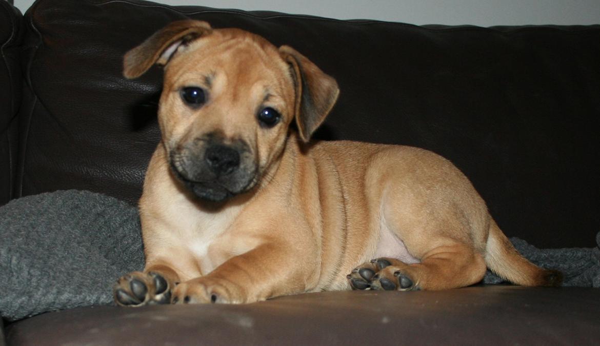 Staffordshire bull terrier Gadfeldt's Crystal of Spring aka Envy billede 14