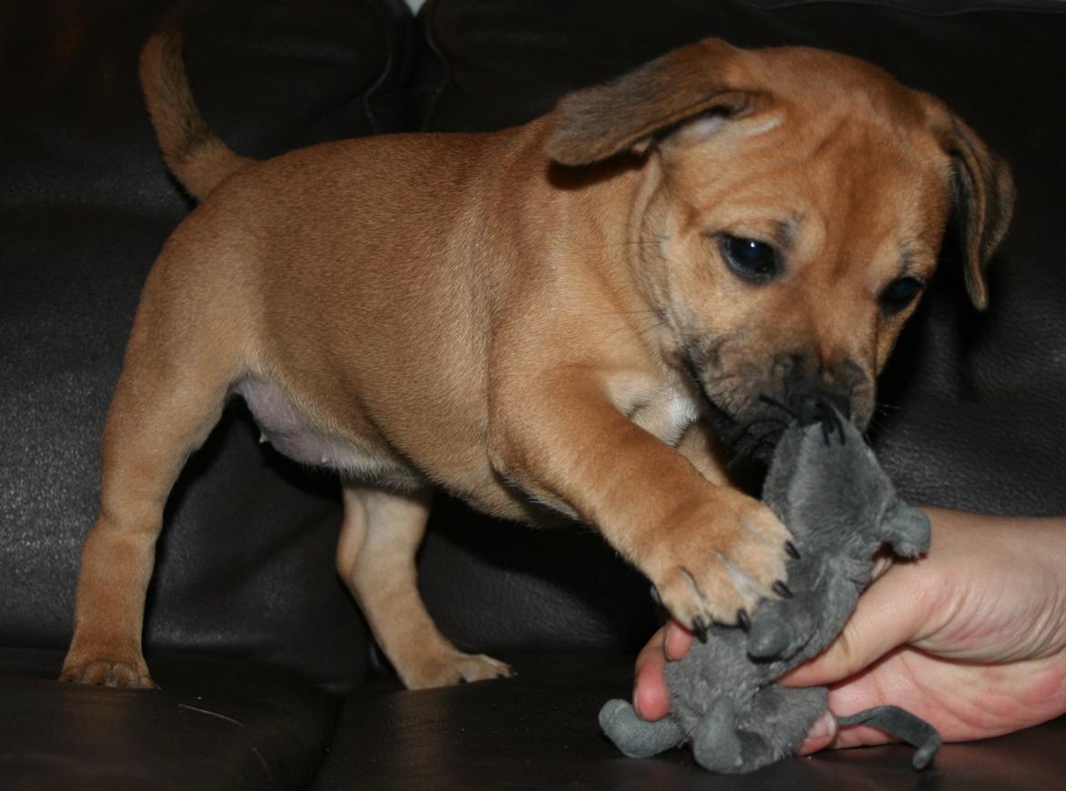 Staffordshire bull terrier Gadfeldt's Crystal of Spring aka Envy billede 13