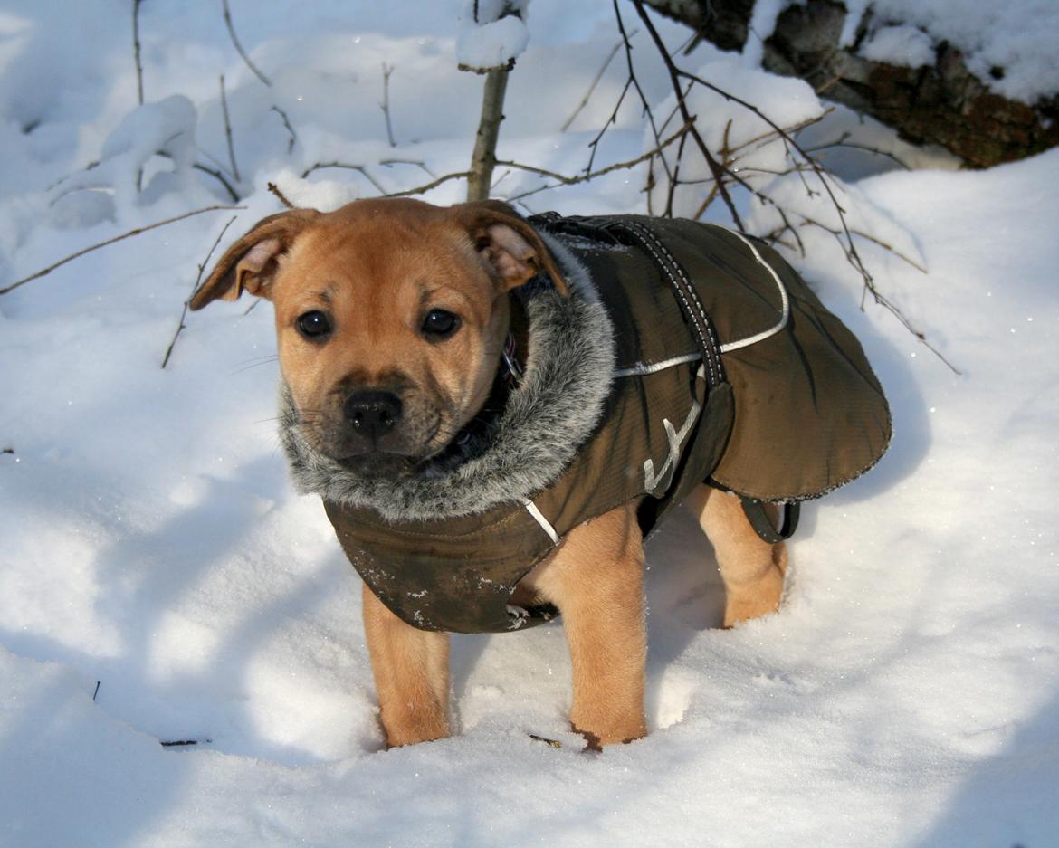 Staffordshire bull terrier Gadfeldt's Crystal of Spring aka Envy billede 12