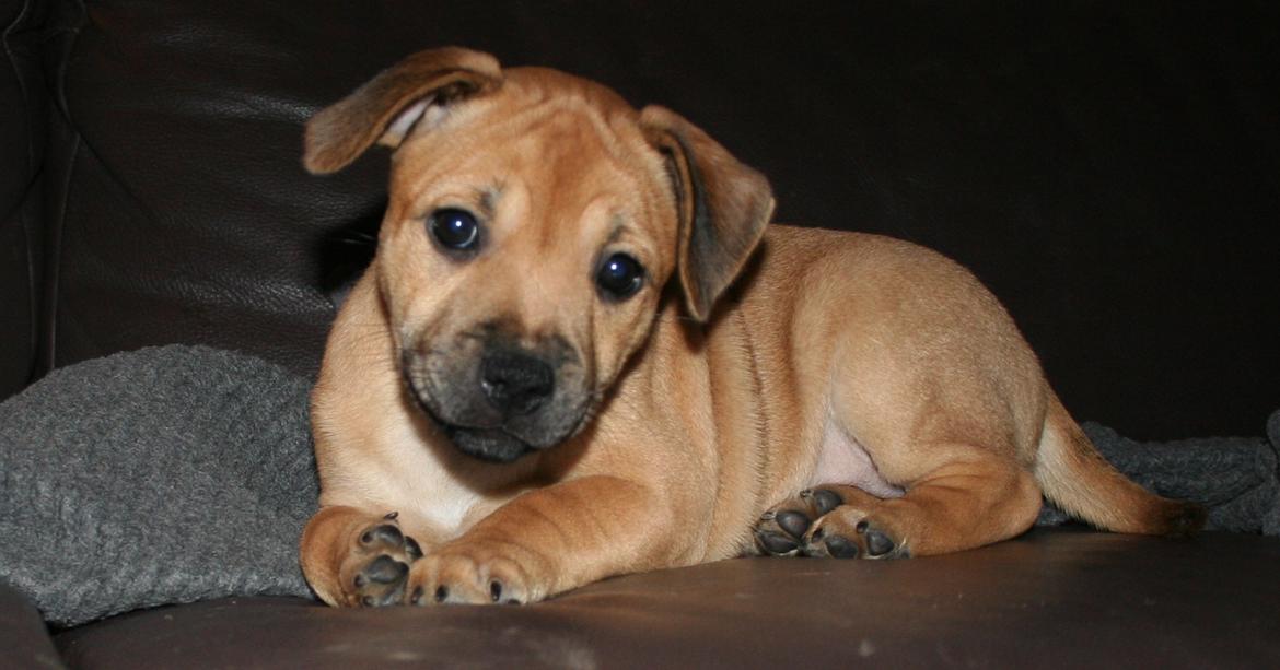 Staffordshire bull terrier Gadfeldt's Crystal of Spring aka Envy billede 16