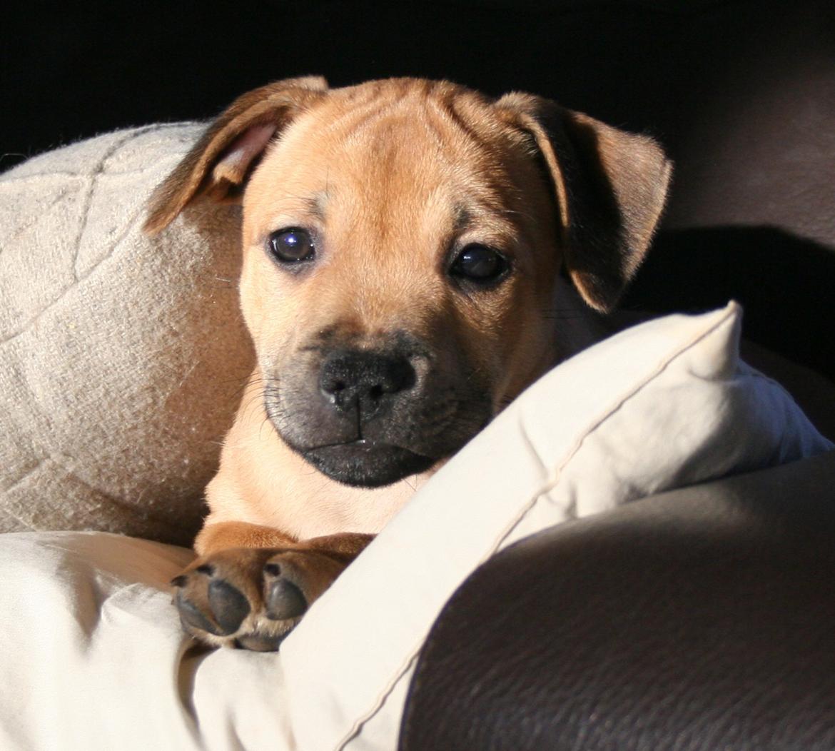 Staffordshire bull terrier Gadfeldt's Crystal of Spring aka Envy billede 7