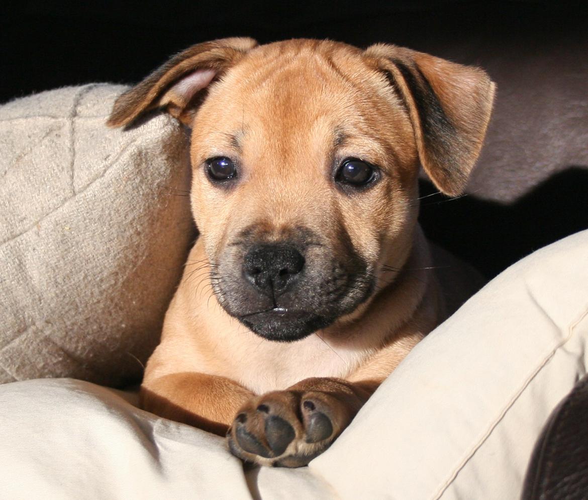 Staffordshire bull terrier Gadfeldt's Crystal of Spring aka Envy billede 5