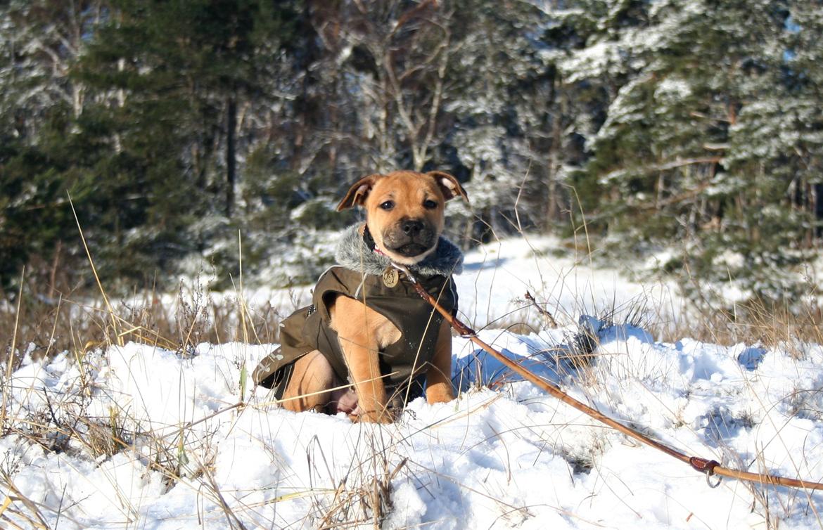 Staffordshire bull terrier Gadfeldt's Crystal of Spring aka Envy billede 11