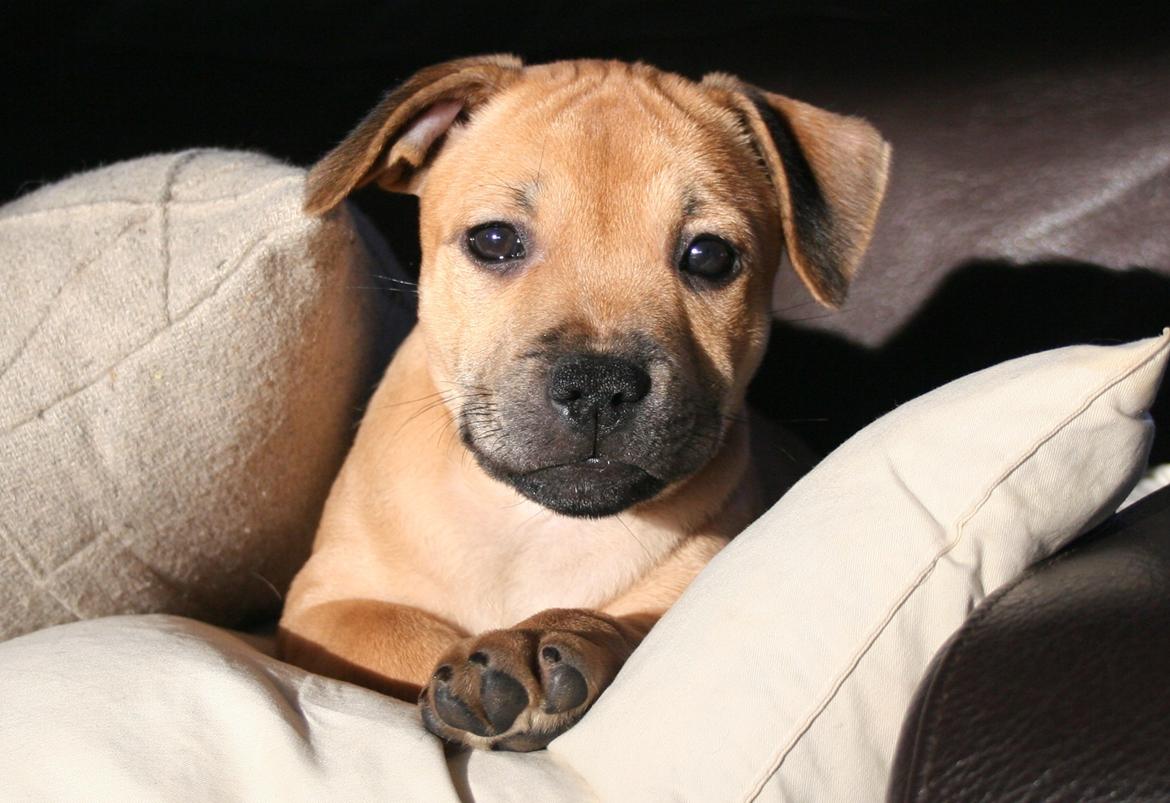 Staffordshire bull terrier Gadfeldt's Crystal of Spring aka Envy billede 8