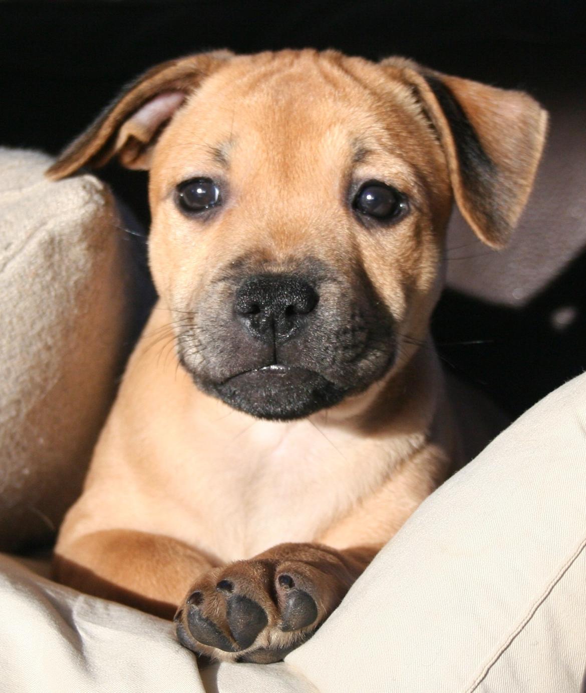 Staffordshire bull terrier Gadfeldt's Crystal of Spring aka Envy billede 2