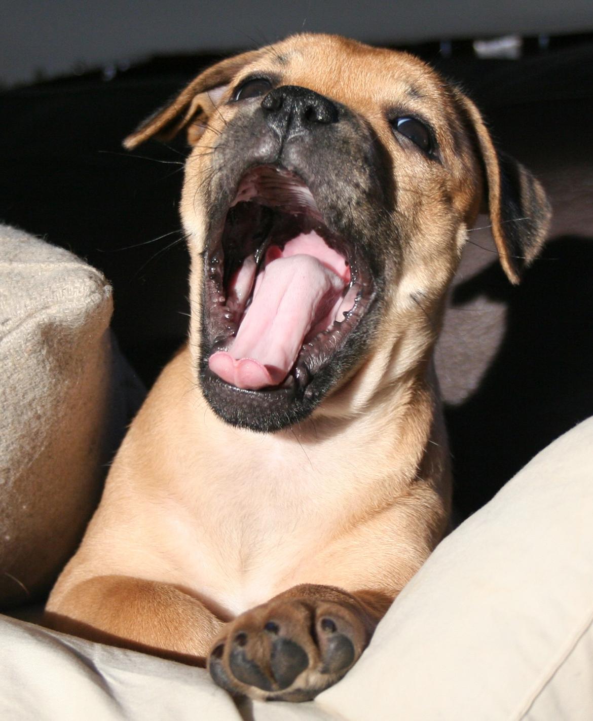 Staffordshire bull terrier Gadfeldt's Crystal of Spring aka Envy billede 3