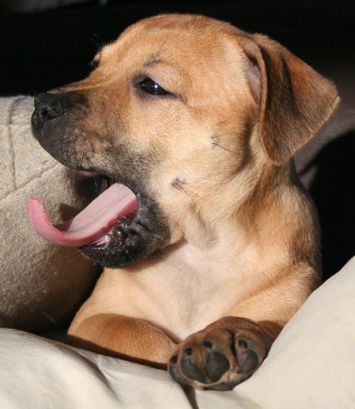 Staffordshire bull terrier Gadfeldt's Crystal of Spring aka Envy billede 9