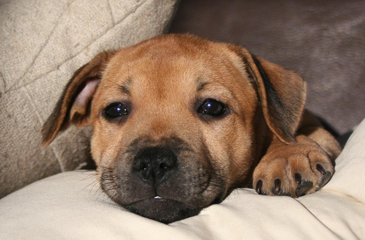 Staffordshire bull terrier Gadfeldt's Crystal of Spring aka Envy billede 10