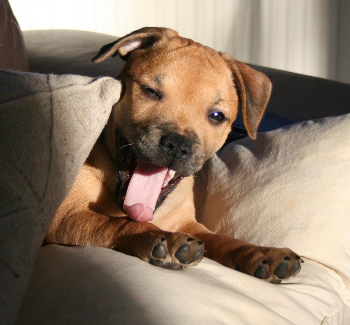 Staffordshire bull terrier Gadfeldt's Crystal of Spring aka Envy billede 6