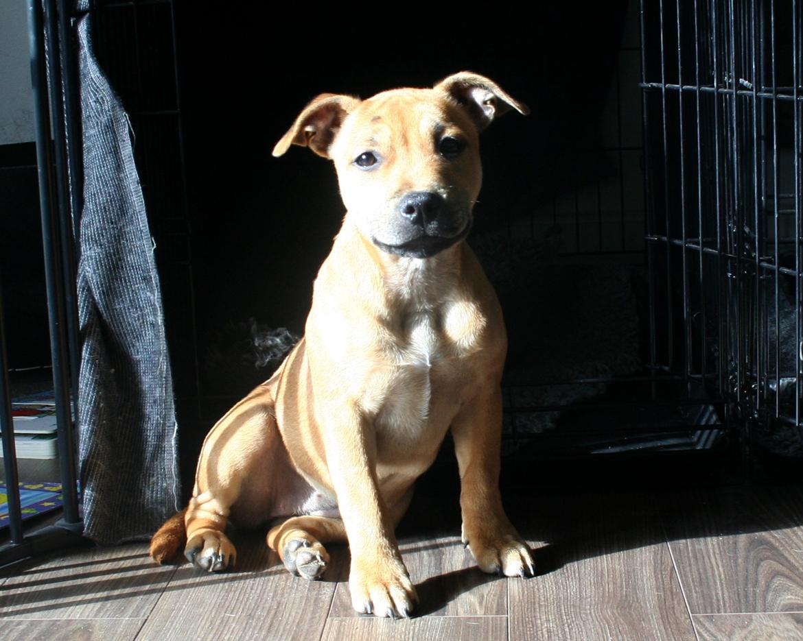 Staffordshire bull terrier Gadfeldt's Crystal of Spring aka Envy billede 17