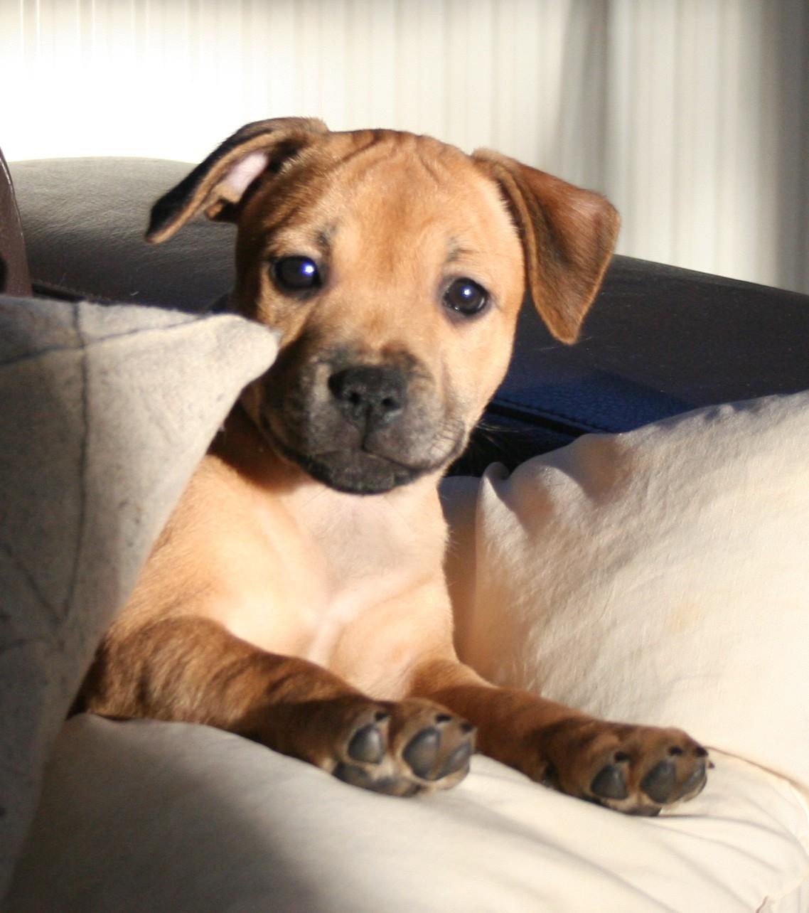 Staffordshire bull terrier Gadfeldt's Crystal of Spring aka Envy billede 4